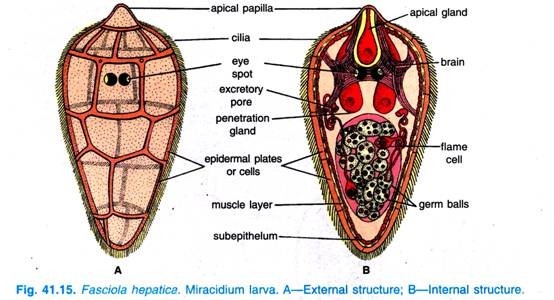 Fasciola hepatica. Miracidium larva