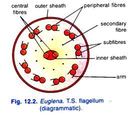 Euglena 