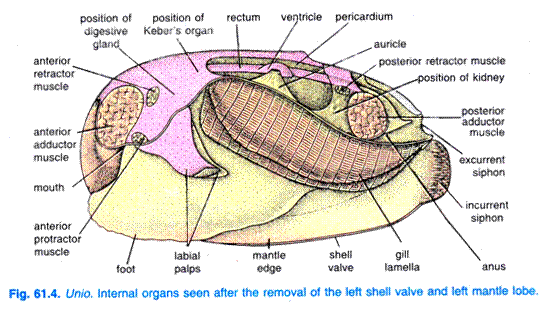 Unio. Internal organs seen after the removal of the left shell valve and left mantle lobe