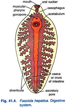 Fasciola hepatica. Digestive system