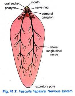 Fasciola hepatica. Nervous system