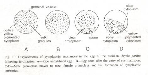 Successive Stages of Contractile Vacuoles showing Systole and Diastole