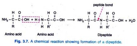 A Chemical Reaction Showing Formation of a Dipeptide 