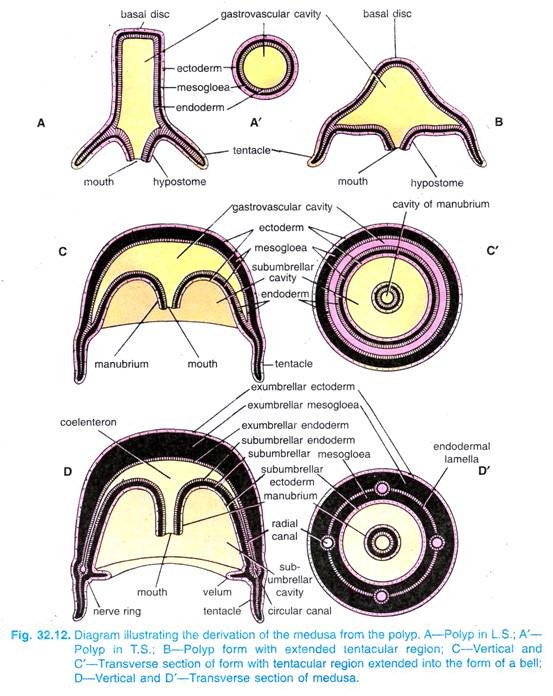 The derivation of the medusa from the polyp