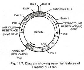 Euglena Multiple fission and encystation