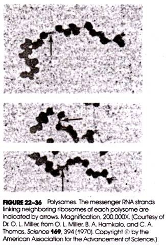 Sarcocystis