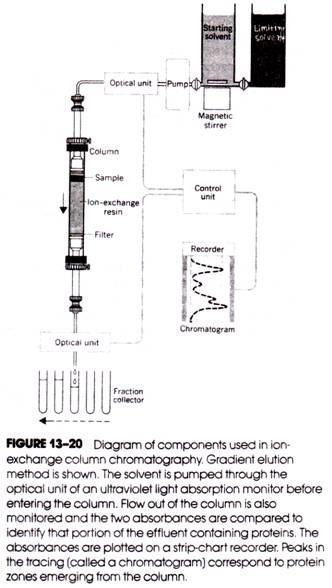 Didinium