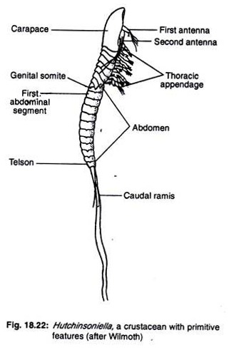 Hutchinsoniella a crustacean with primitive features
