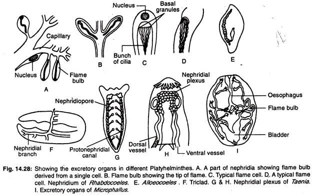 The excretory organs in different platyhelminthes