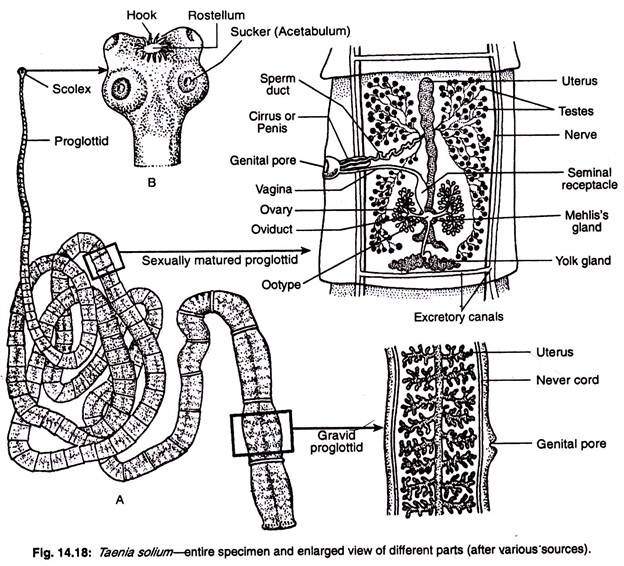 Taenia solium entire specimen and enlarged view of different parts