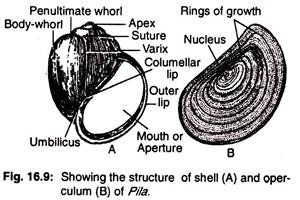 Structure of shell