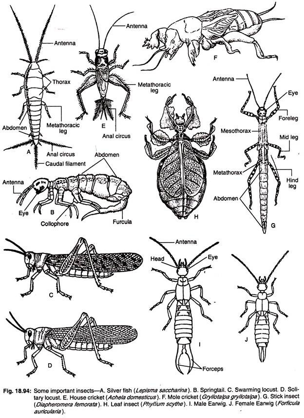 Some important insects