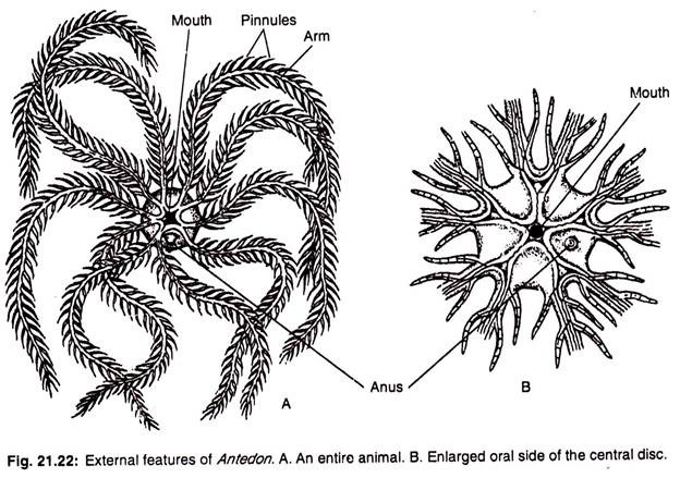 External features of antedon