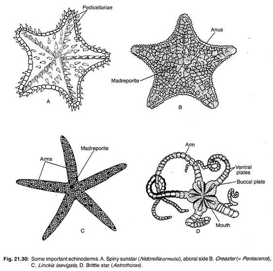 Some important echinoderms