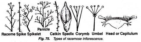 Types of Racemose Inflorescence
