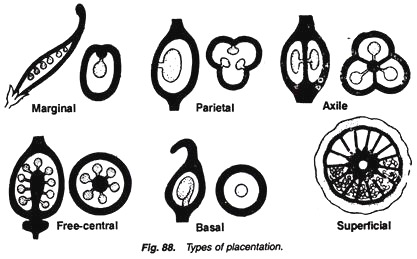 Types of Placentation