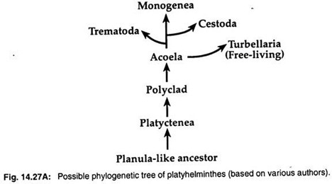 Possible phylogenetic tree of platyhelminthes