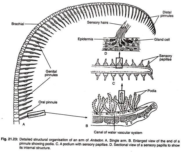 Structural organisation of an arm of antedon