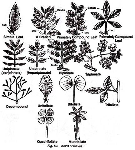 Kinds of Leaves