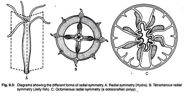 The different forms of radial symmetry