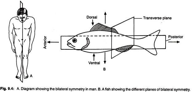 The bilateral symmetry in man