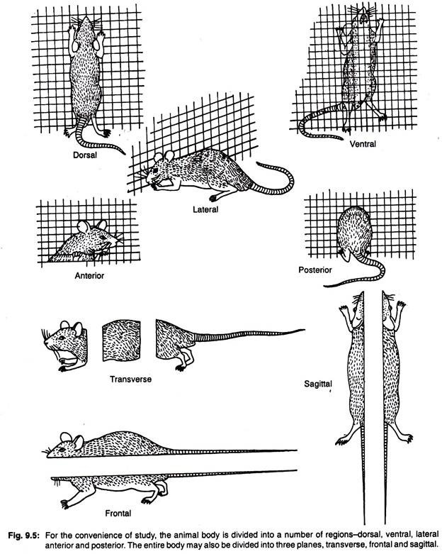 The animal body is divided into a number or regions dorsal, ventral, lateral anterior and posterior