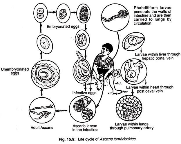 Life cycle of ascaris lumbricoides