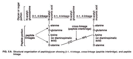 Structural organization of peptidoglycan 