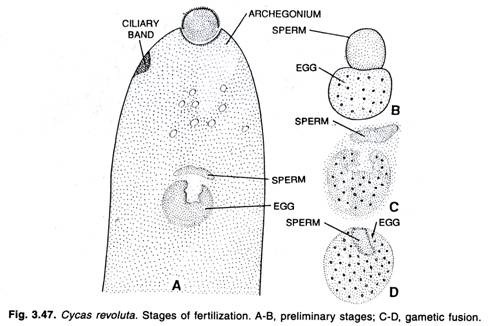 Tetraviridae