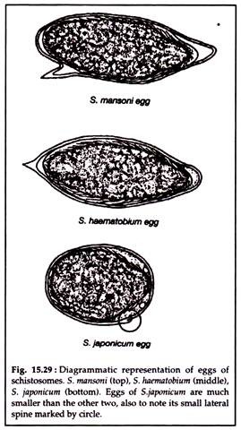 Eggs of Schistosomes