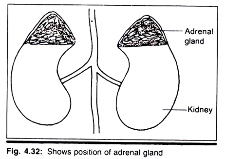 Acrocentric Satellited Chromosome