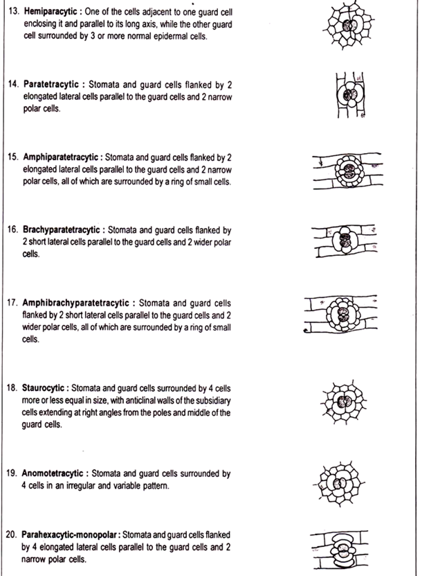  Types of Stomata