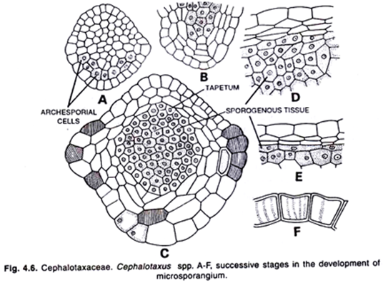  Types of Stomata