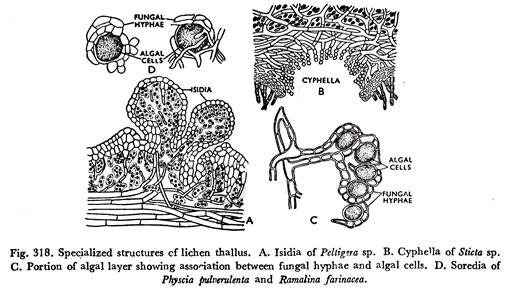 Specialized structure of lichen thallus