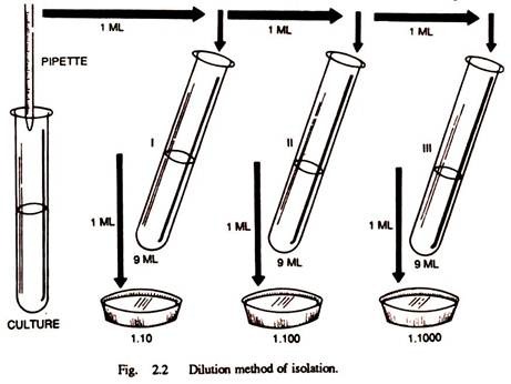 Dilution Method of Isolation 