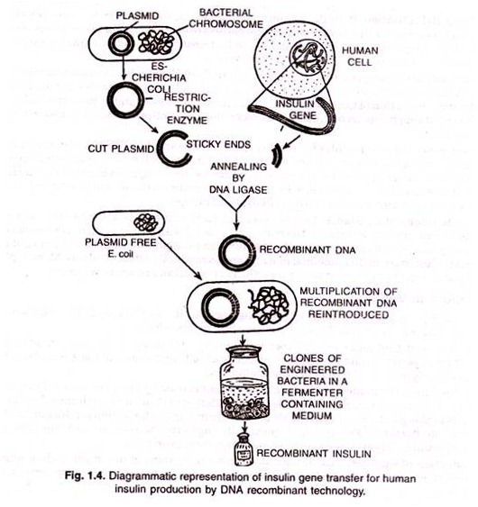 Stages of bacterial chromosome replication
