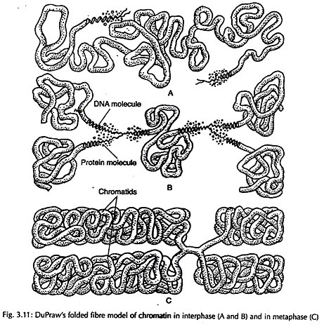 DuPraw folded fibre model of chromatin in interphase and in metaphase