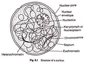 Structure of a Nucleus
