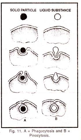 Pinocytosis and phagocytosis