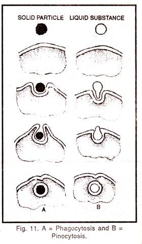 Pinocytosis and phagocytosis