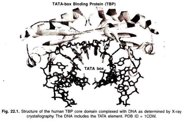 Structure of the Human TBP Core Domain