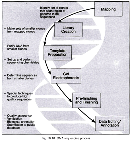 DNA Sequencing Process