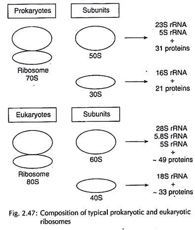 Composition of Typical Prokaryotic and Eukaryotic Ribosomes