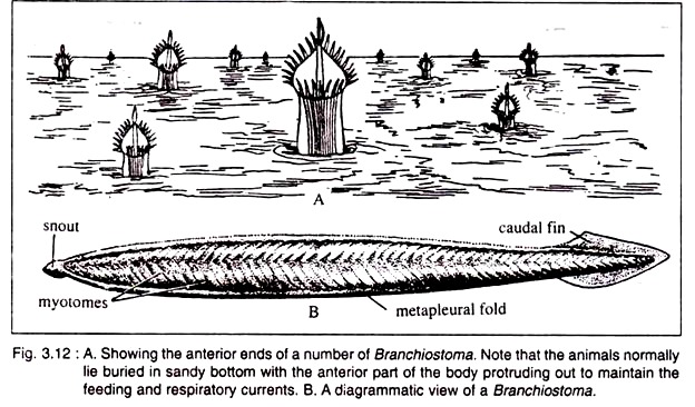 Anterior Ends of a Number of Branchiostoma