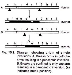 Origin of Single Inversions