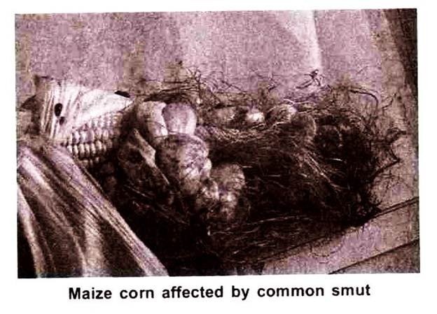 Maize corn affected by common smut