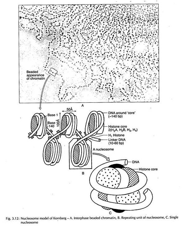 Nucleosome model of Kornberg