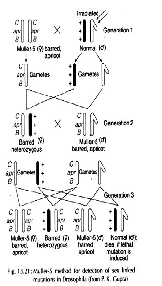 Muller-5 method for detection of sex linked mutations in Drosophilia