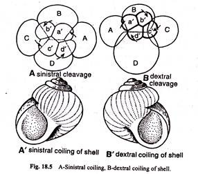 Sinistral Coiling and Dextral Coiling of Shell