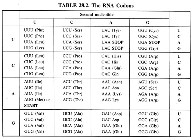 RNA Codons